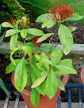  Plant